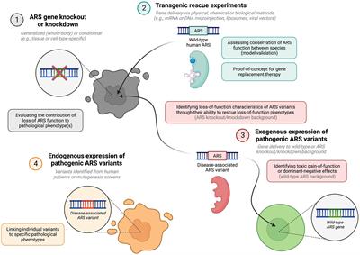 Recessive aminoacyl-tRNA synthetase disorders: lessons learned from in vivo disease models